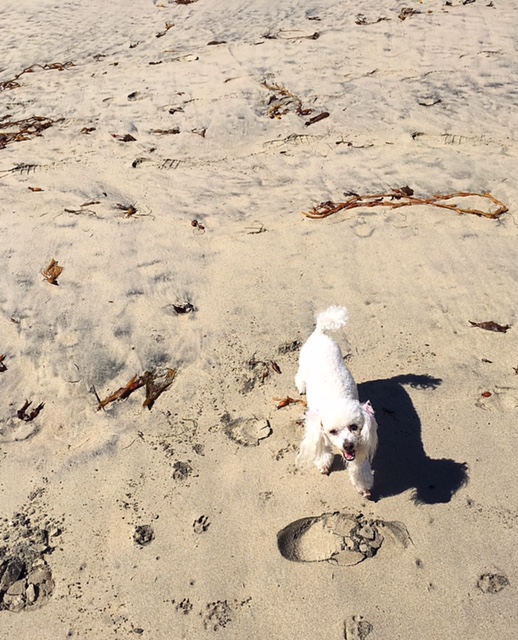 Daisy at the beach